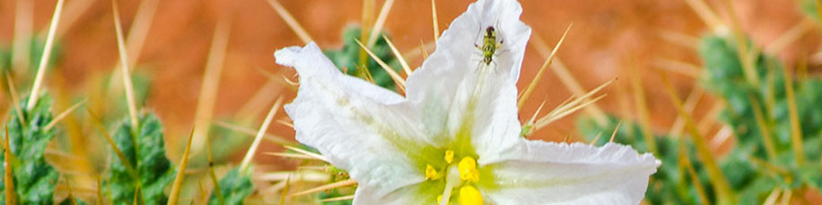 Goldfields Pest Control 1