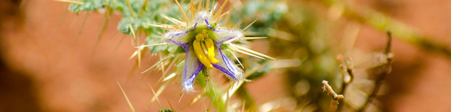 Goldfields Pest Control 1